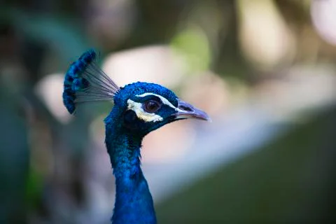 Peacock deep blue 2 Stock Photos