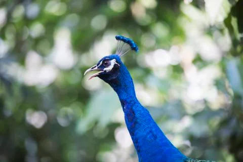 Peacock deep blue 3 Stock Photos