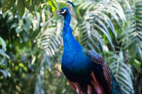 Peacock deep blue 4 Stock Photos