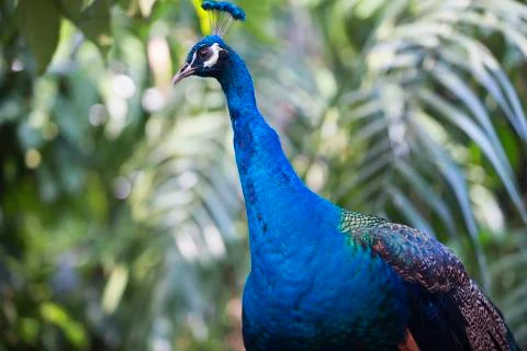 Peacock deep blue 5 Stock Photos