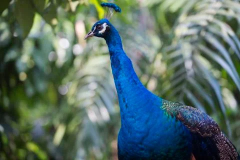 Peacock deep blue 6  Stock Photos