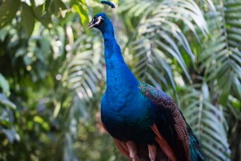 Peacock deep blue 7 Stock Photos