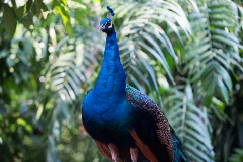 Peacock deep blue 8  Stock Photos