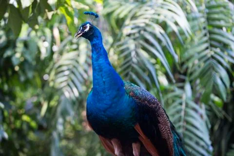 Peacock deep blue 9  Stock Photos