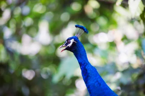 Peacock deep blue Stock Photos