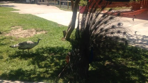 Peacock Display Vídeos de archivo 100689187