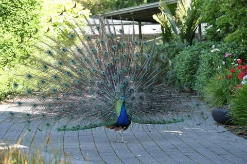 Peacock display on garden path Foto stock
