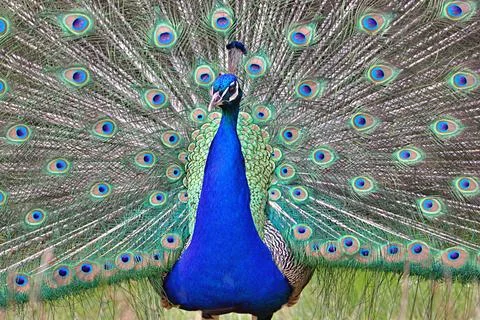 Peacock display looking at camera Stock Photos