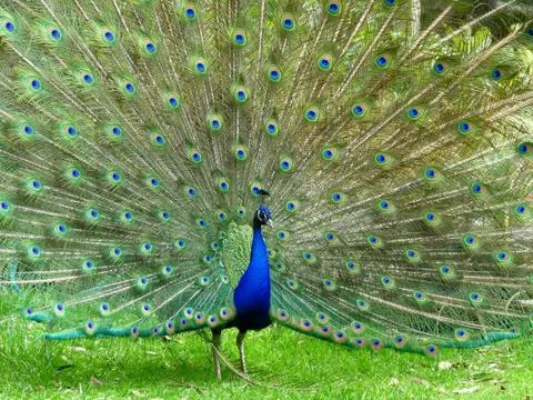 Peacock display Foto stock