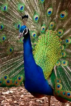 Peacock Display Stock Photos