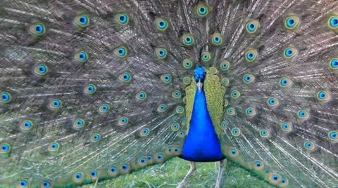 Peacock displaying and closing its tail Stock-Footage 20459700