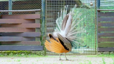 Peacock Displaying Bright Feathers Video stock 278184932