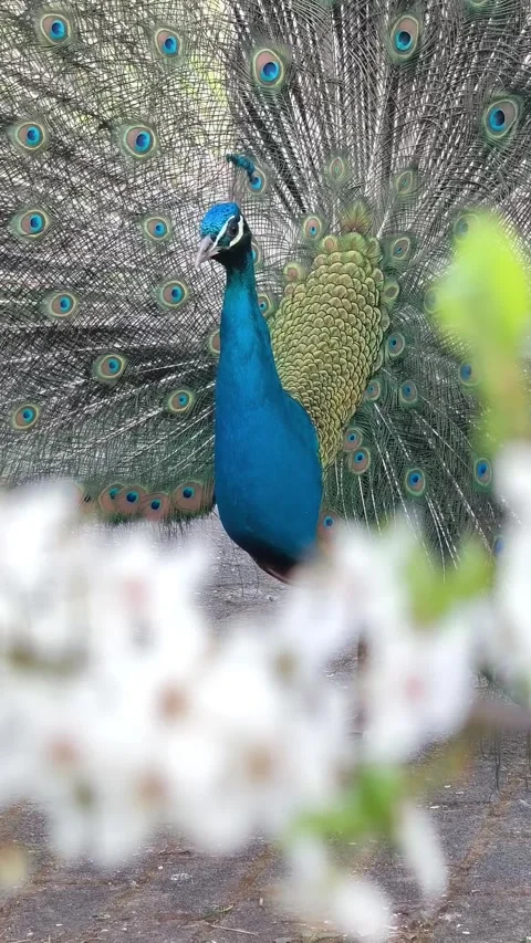 Peacock displaying colorful tail feathers Stock Footage 340825104