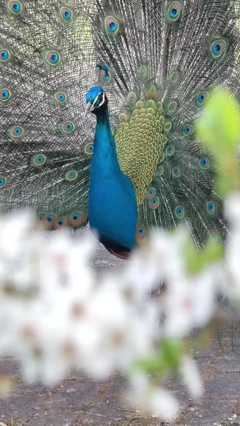 Peacock displaying colorful tail feathers Stock Footage 340923290