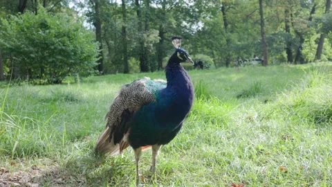 Peacock displaying detailed plumage while standing quietly in nature Stock Footage 346955256