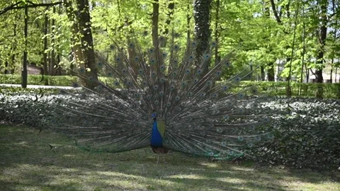 Peacock Displaying Fan Tail Feathers in Green Spring Park Nature Wildlife Video stock 334232850