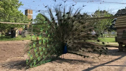 PEACOCK DISPLAYING FEATHERS 1 Video stock 135019474