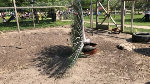 PEACOCK DISPLAYING FEATHERS 2 Vídeo Stock 135019877