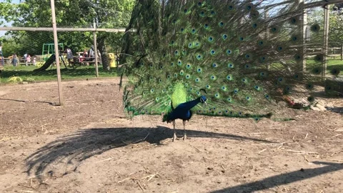 PEACOCK DISPLAYING FEATHERS 3 Video stock 135019725
