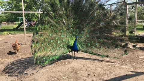 PEACOCK DISPLAYING FEATHERS 4 Stock Footage 135019631