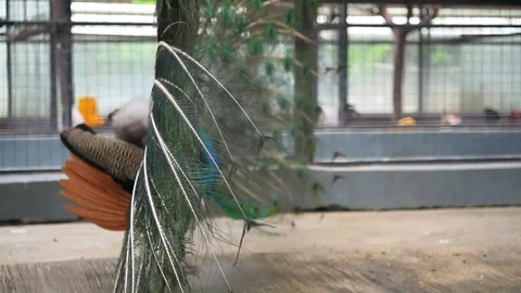 Peacock Displaying Feathers in Cage 4K Vídeo Stock 335257671
