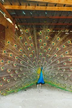 Peacock displaying feathers in a covered area with wooden beams and a rusti.. Stock Photos