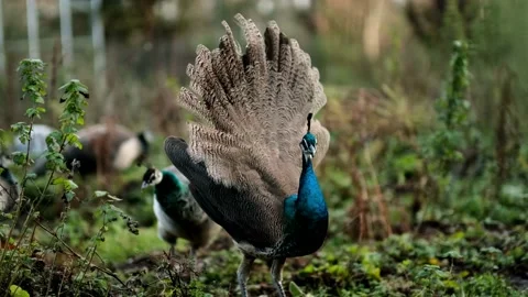 Peacock Displaying Feathers Stock Footage 170703091