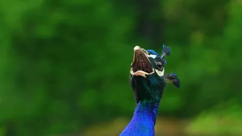 Peacock Displaying Feathers Stock Footage 323140947