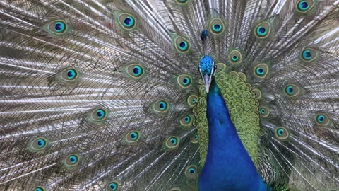 Peacock displaying feathers Stock Footage 338380011