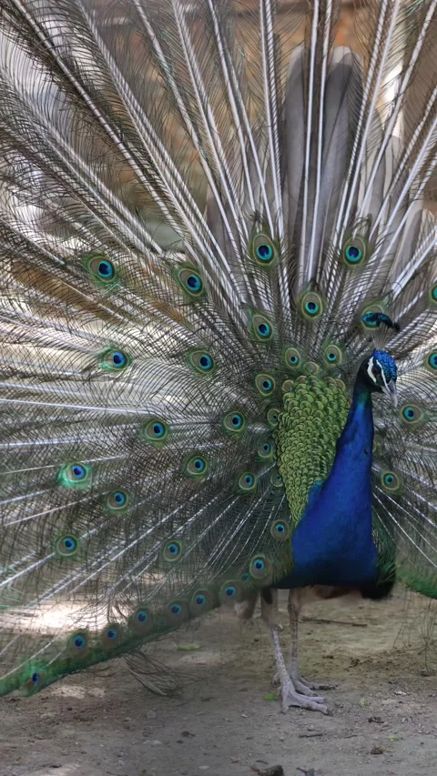 Peacock displaying feathers Stock Footage 338381649