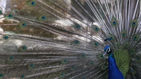 Peacock displaying feathers Stock Footage 338381737