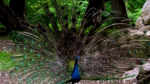 Peacock Displaying Feathers with Green Forest. Stock Footage 304974741