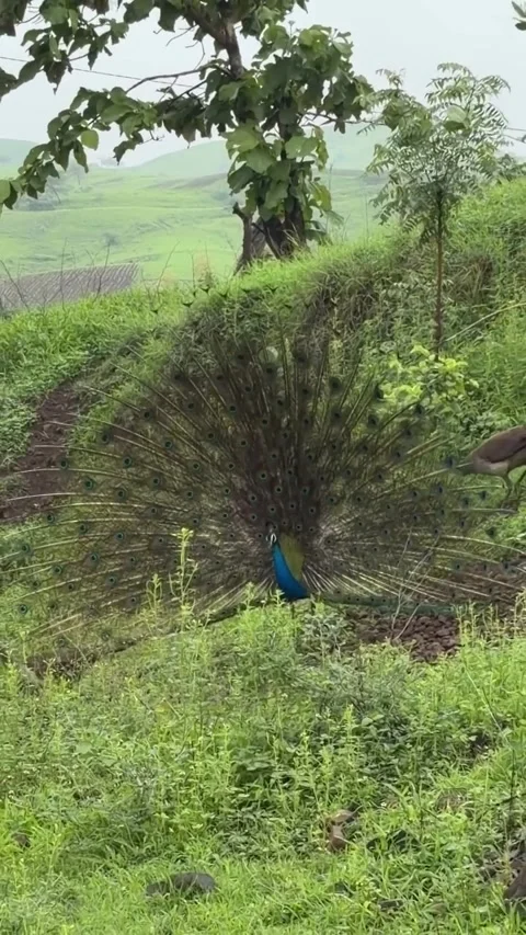 Peacock Displaying Feathers on Green Hillside Stock Footage 340871116