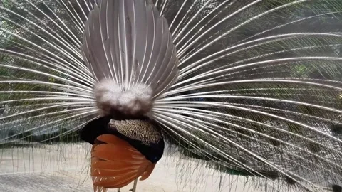 Peacock Displaying Feathers inside Cage 4K Vídeo Stock 335737846