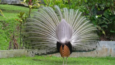 Peacock Displaying Feathers in Natural Park 4K Vídeos de archivo 336604835