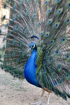 Peacock displaying feathers Stock Photos