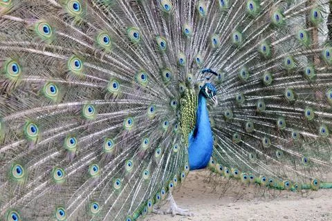 Peacock displaying feathers Stock Photos