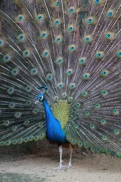 Peacock displaying feathers Stock Photos