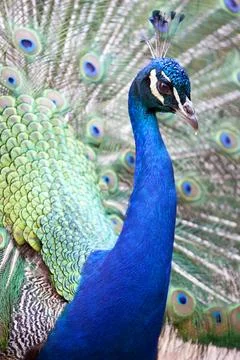 Peacock displaying feathers Stock Photos