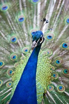 Peacock displaying feathers Stock Photos