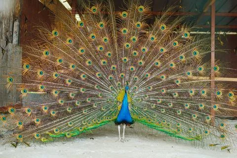 Peacock displaying feathers in a structure during daylight hours Stock Photos