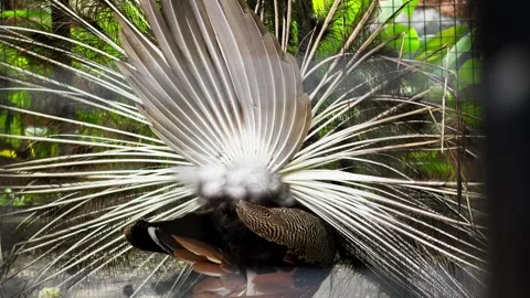 Peacock Displaying Fully Spread Colorful Tail Feathers Stock Footage 328486141