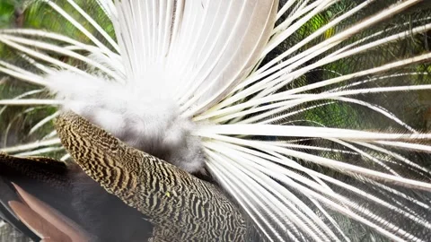 Peacock Displaying Fully Spread Colorful Tail Feathers Stock Footage 328486258