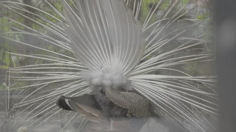 Peacock Displaying Fully Spread Colorful Tail Feathers S log 3 10bit 422 Video stock 328493811