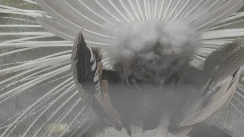 Peacock Displaying Fully Spread Colorful Tail Feathers S log 3 10bit 422 Video stock 328494852