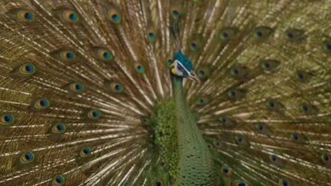 Peacock Displaying Fully Spread Tail Feathers With Eye Patterns Stock Footage 331916117