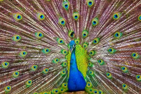 A Peacock Displaying Its Colorful Feathers in Kauai, Hawaii Stock Photos