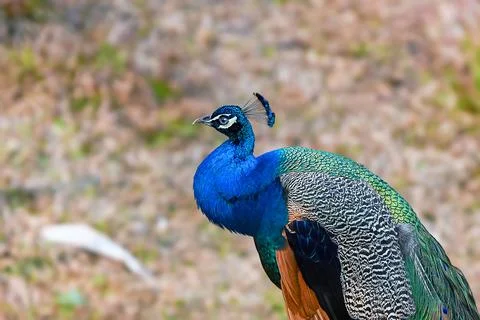 Peacock displaying its vibrant feathers in a serene outdoor setting during. Stock Photos