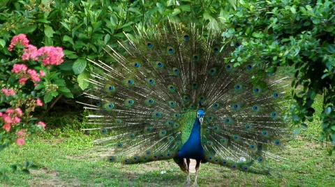 Peacock displaying plumage 스톡 동영상 774126