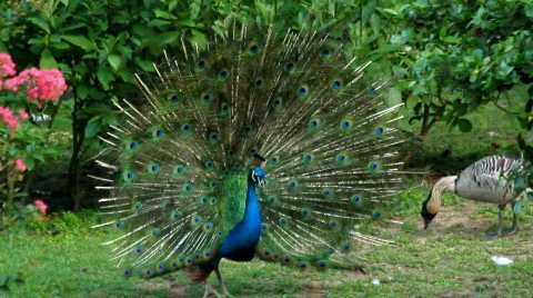 Peacock displaying plumage 스톡 동영상 777423
